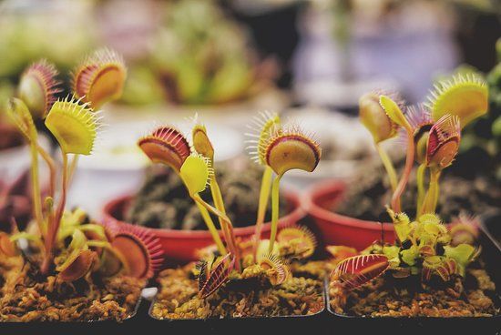 Dounan International Flowers Industrial Park